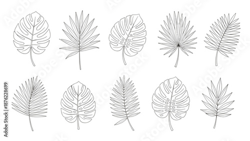 Detailed botanical sketches of various tropical palm and monstera leaves arranged in two rows on a white background.