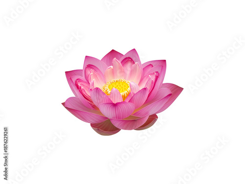 Pink lotus flower isolated on transparent background png