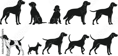 Vector set of black dog silhouettes featuring pointer retriever and poodle breeds in standing and sitting poses on white background.