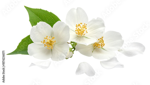Blooming white cherry blossom flowers and jasmine petals on a spring tree branch in a macro nature garden