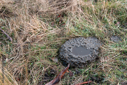 Konstfotografi australian tasmanian cow farm Regenerative Beef Farming, Carbon neutral Ranching