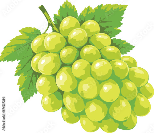 bunch of green grapes isolated