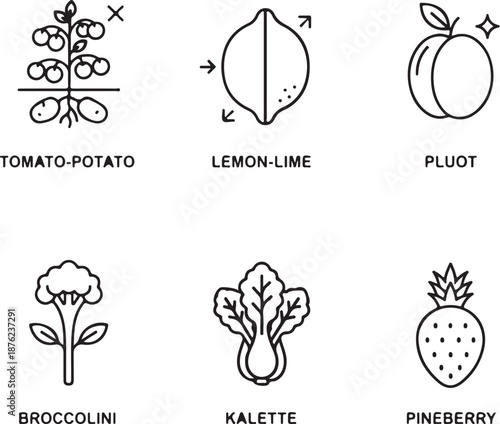  Hybrid vegetable and fruit concept line icons representing cross-bred food innovation, white background vector