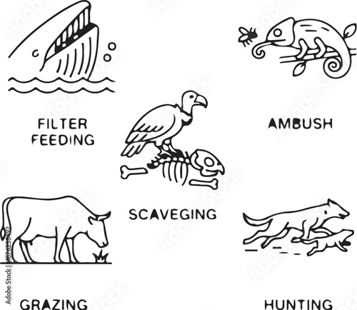  Animal feeding strategy line icons showing grazing, hunting, scavenging, filter feeding, ambush, white background vector