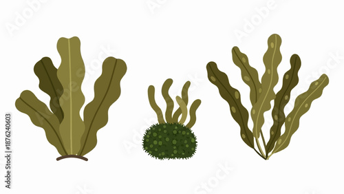 Three aquatic plants in different shapes, rendered in a flat, stylized manner with green and brown hues