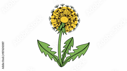 Stylized yellow dandelion flower with green leaves on white background