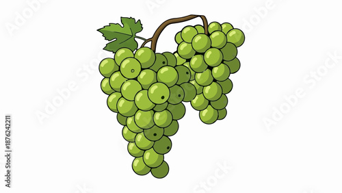 Two bunches of green grapes hang from a brown vine with a single green leaf