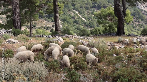 A flock of sheep grazes among shrubs and pine trees on a rocky hillside.