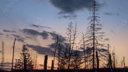 Silhouette of dead trees against a vibrant sunset sky.