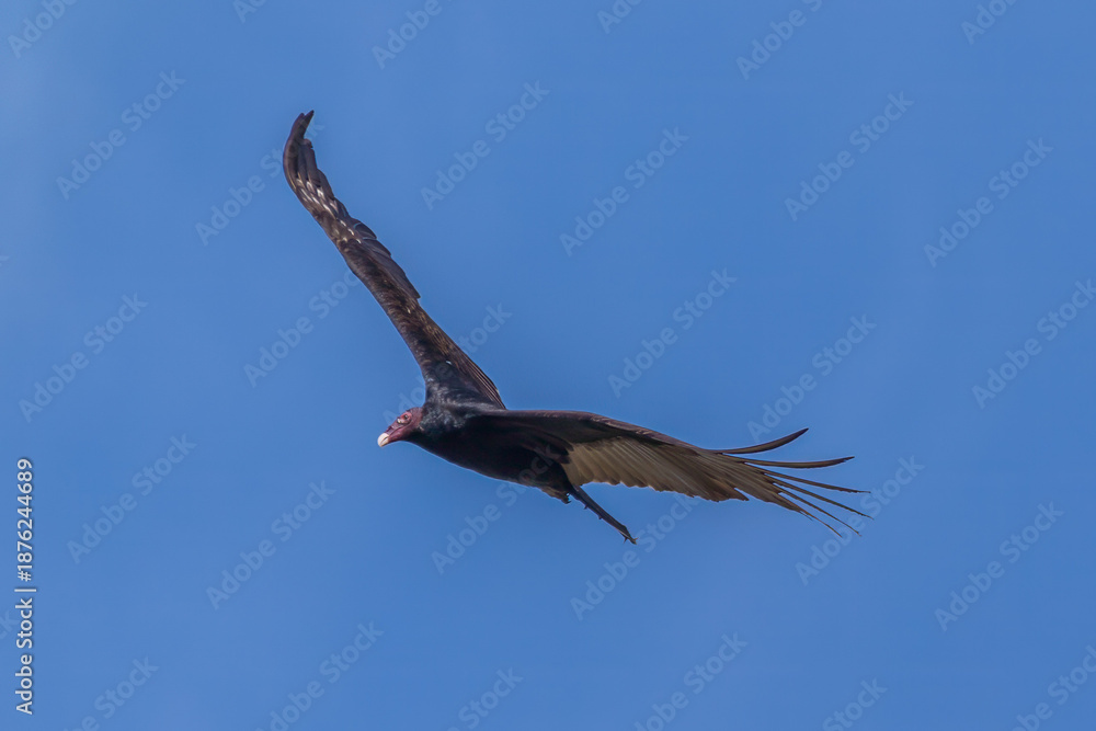 Fototapeta premium Turkey vulture in flight