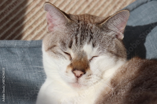 Sleeping cat