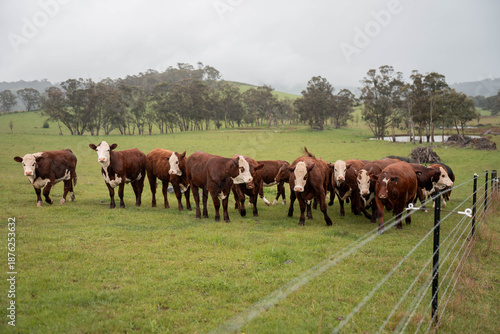 Tableau sur toile australian tasmanian cow farm Regenerative Beef Farming, Carbon neutral Ranching