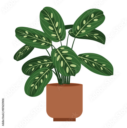Maranta leuconeura houseplant in a brown ceramic pot isolated on white background