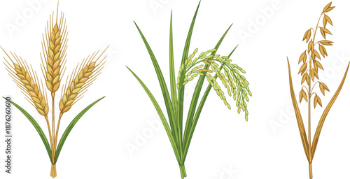 Wheat rice oat cereal crops illustration, botanical farming plants, agriculture harvest concept isolated on white background vector graphic design