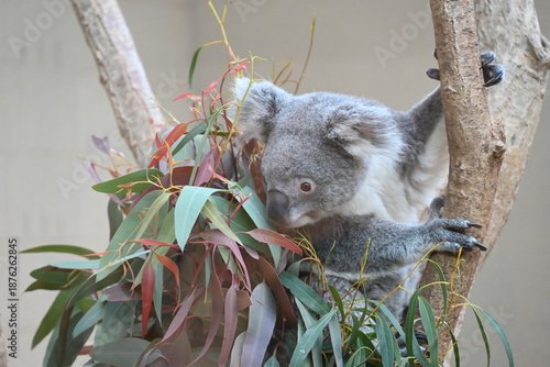 Photography 愛らしいコアラ