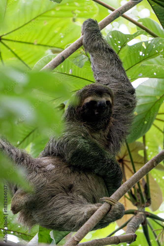 Fototapeta premium A three-fingered sloth (Bradypus) climbing high up in a tropical rainforest tree in Costa Rica. 