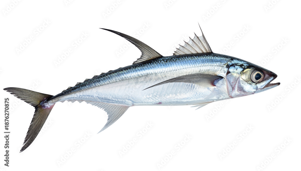 Fototapeta premium Fresh raw whole seafood including sea bass, mackerel, and herring isolated on a white background as a healthy tasty silver catch with fins and tails