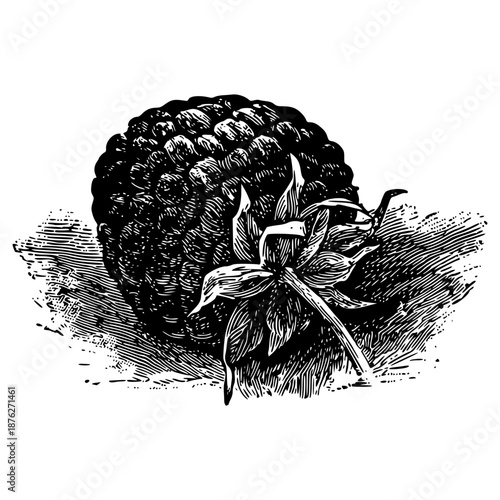 Illustration of Raspberry in Woodcut Style
