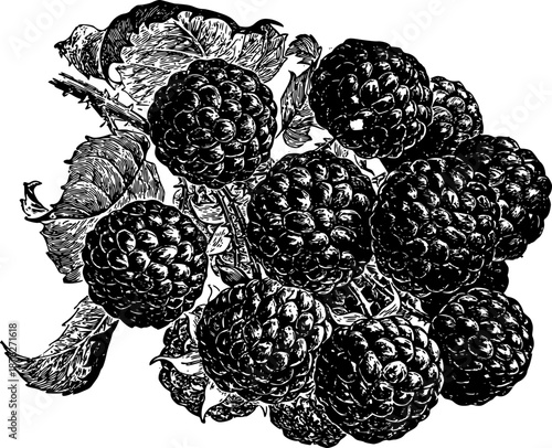 Illustration of Raspberry in Woodcut Style