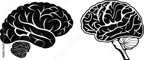 Detailed Human Brain Anatomy Vector