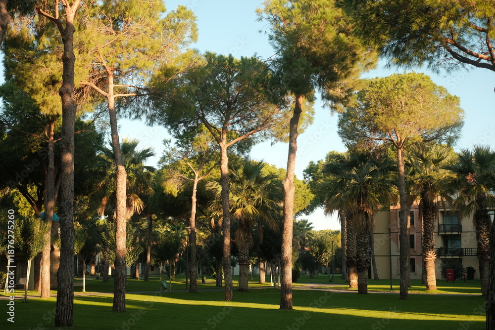 Fototapeta premium Trees standing in park on sunny day