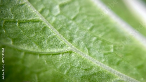 Macro close-up of a fresh green bok choy leaf showing detailed veins and natural texture.