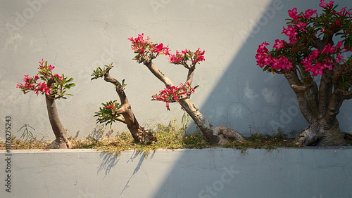 Modern outdoor landscaping featuring Desert Rose plants with unique thick stems and dark pink blooms. Set against a textured concrete wall, ideal for exterior design themes.