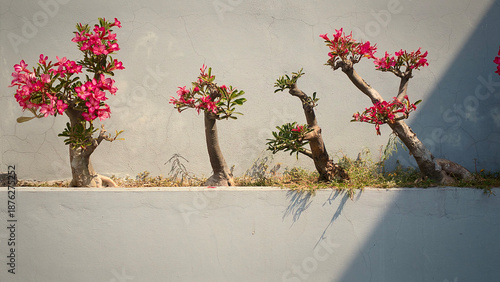 Modern outdoor landscaping featuring Desert Rose plants with unique thick stems and dark pink blooms. Set against a textured concrete wall, ideal for exterior design themes.