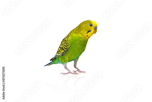 a green parrot with a yellow head on an isolated background
