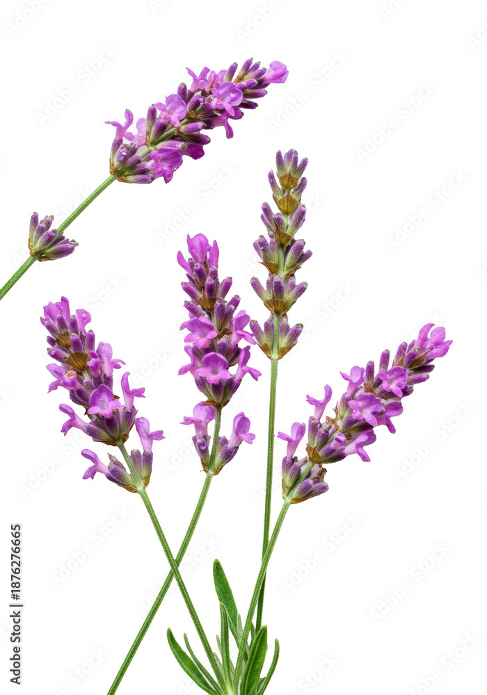 Obraz premium Delicate pink lavender sprigs with fuchsia and lilac florets, vivid green stems, glistening water droplets on transparent background with copy space, concept of pristine natural beauty
