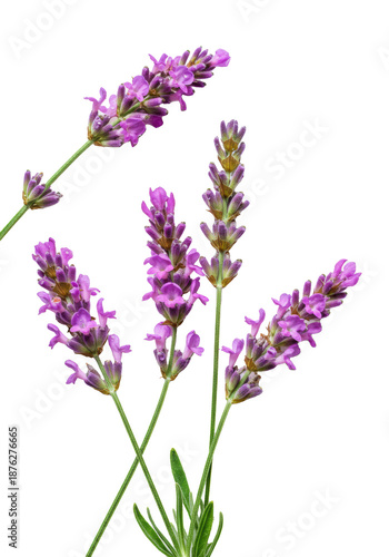Delicate pink lavender sprigs with fuchsia and lilac florets, vivid green stems, glistening water droplets on transparent background with copy space, concept of pristine natural beauty