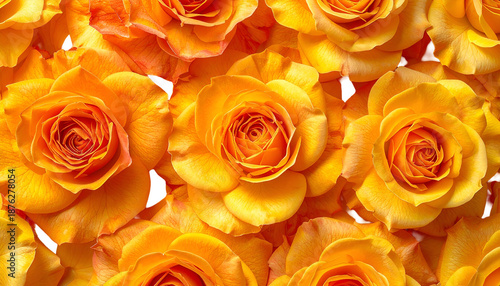 A close-up of a vibrant bed of orange and yellow roses