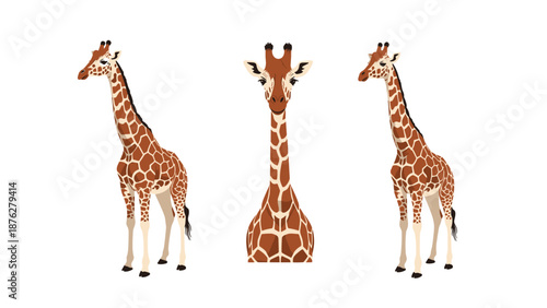 Giraffe trio stands gracefully against a white background, showing various perspectives of the African animal with its unique reticulated pattern.