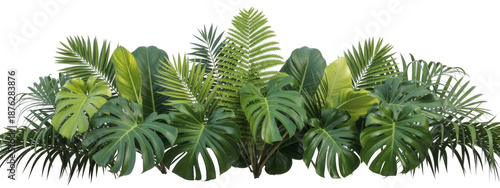 Lush Tropical Foliage Arrangement: A Vibrant Collection of Green Monstera, Palm, and Fern Leaves, Perfect for Botanical Designs and Exotic Backgrounds