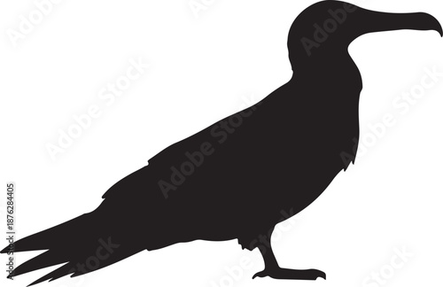 Frigatebird bird standing in silhouette white background.