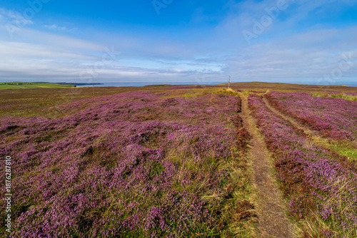 Purple heather moorland path leading to distant Scotland coast
