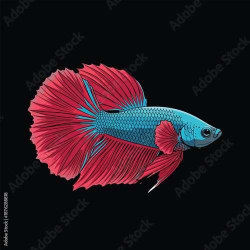 Vibrant Betta Fish with Red Fins and Blue Body on Black Background.