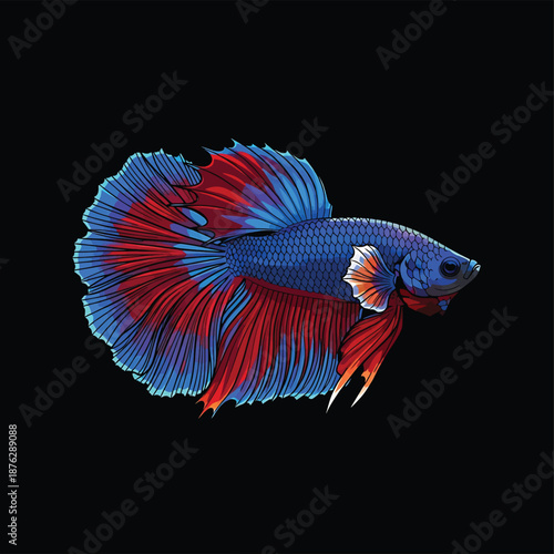 Vibrant Blue and Red Betta Fish Displaying Its Fins.