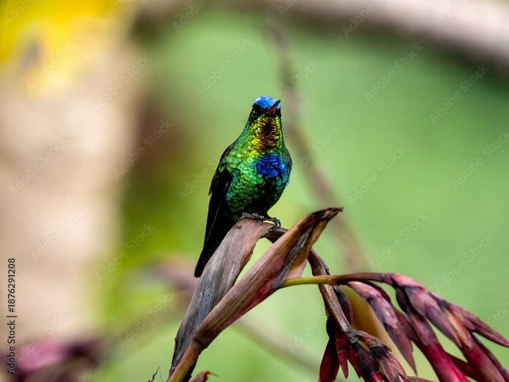 Fototapeta premium Feuerkehlkolibri (Panterpe insignis)
