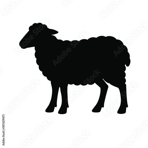 Silhouette of standing wool sheep