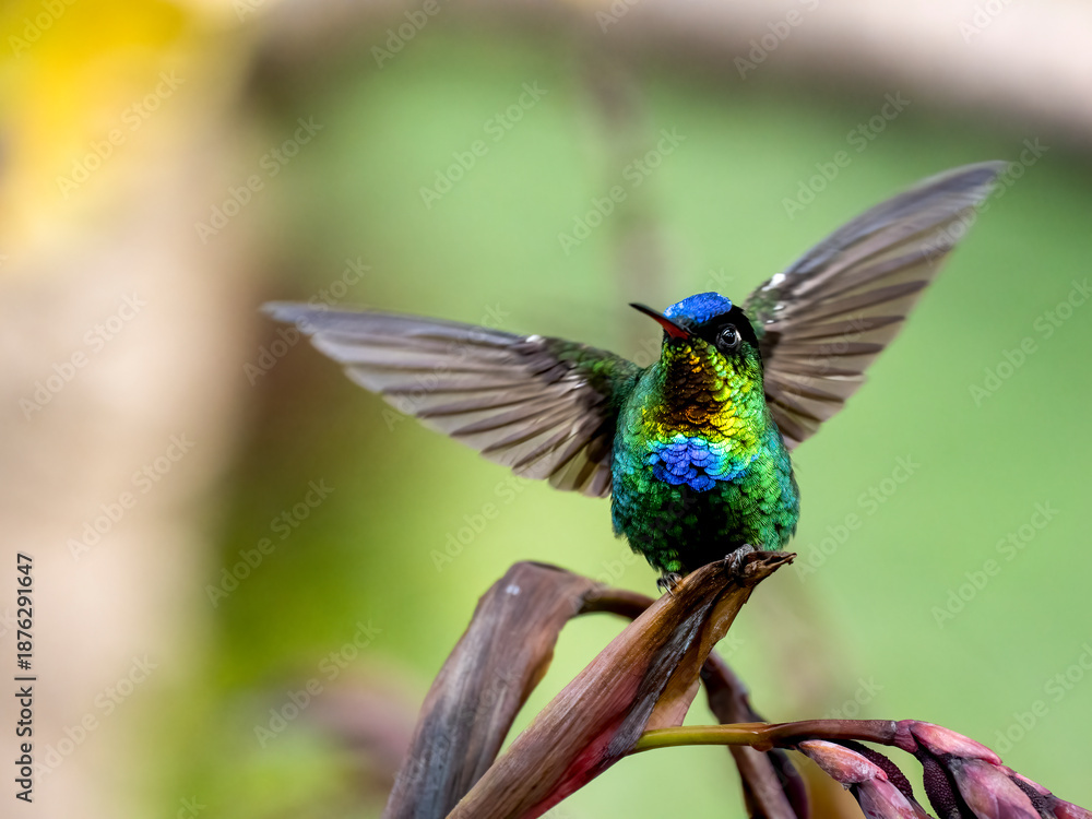 Obraz premium Feuerkehlkolibri (Panterpe insignis)