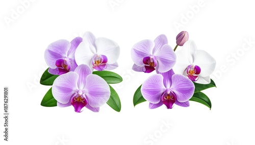 A set of flowers and foliage on a white background