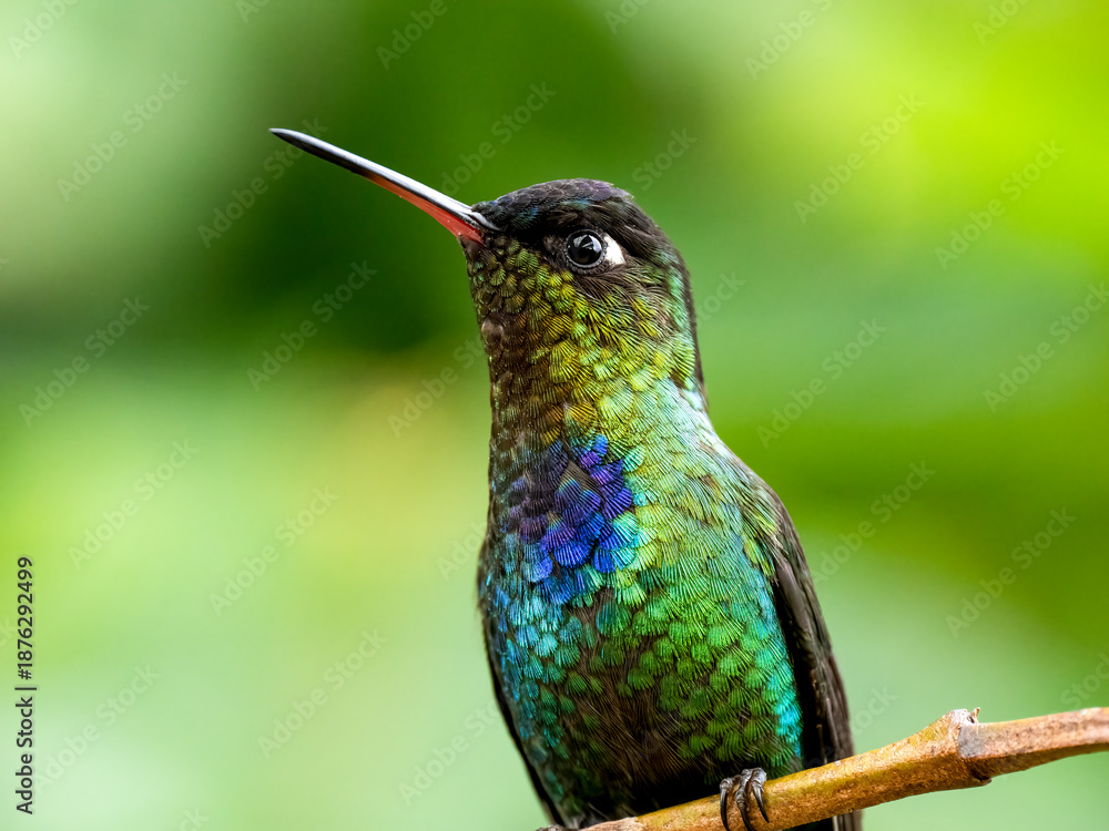 Fototapeta premium Feuerkehlkolibri (Panterpe insignis)