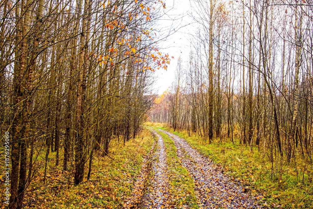 Fototapeta premium dirt road through forest after heavy rain