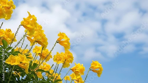 Bright Yellow Flowers Blooming Against a Cloudy Blue Sky.