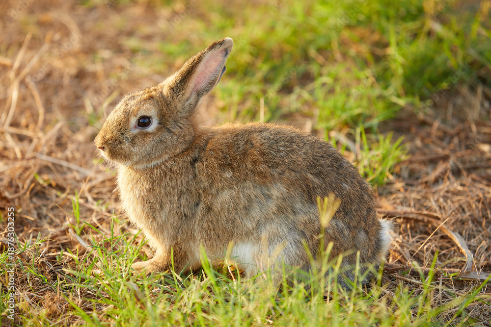 Fototapeta premium young rabbit sitting and looking to something on the field