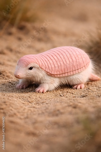 pink fairy armadillo walking on sandy desert ground unique animal