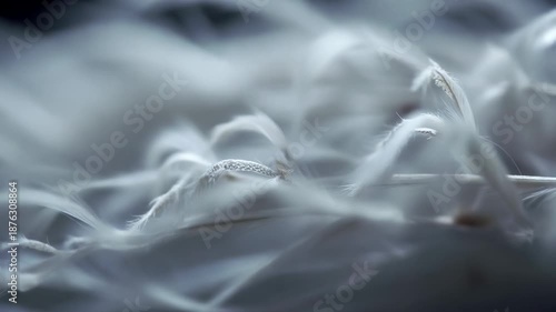 Soft abstract texture of white feathers in motion resembling a dreamy cloud dancer atmosphere