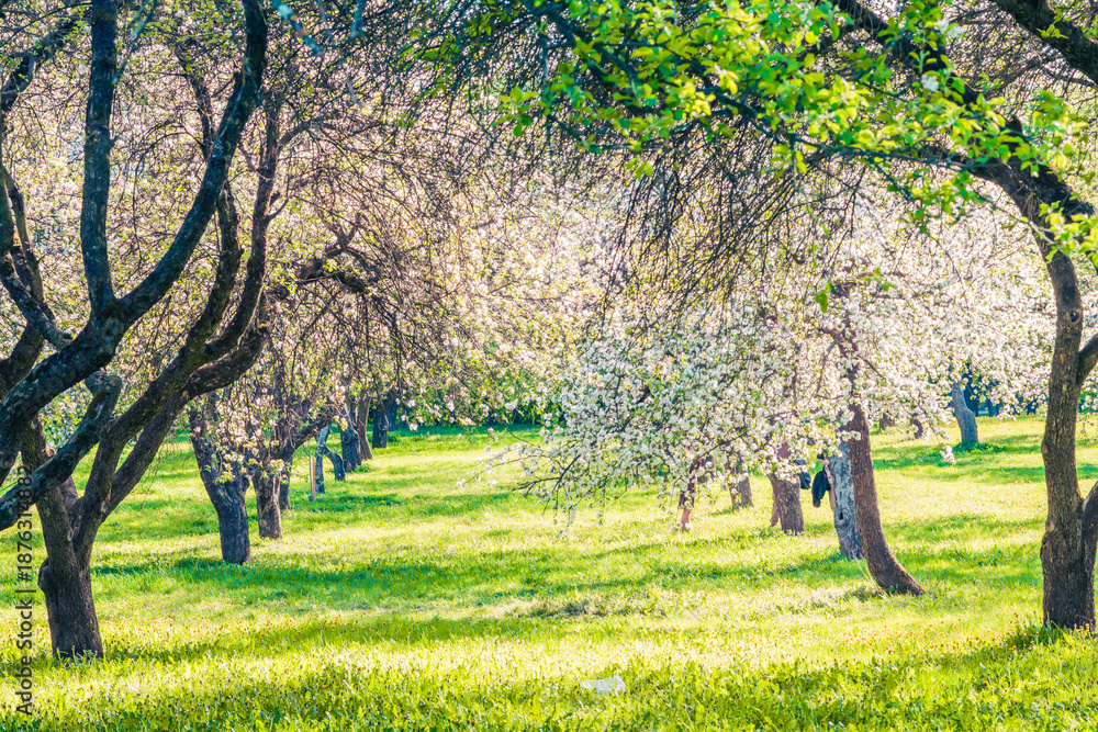 Obraz premium Blooming apple orchard in spring with white blossoms and green meadow