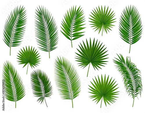 Fifteen vibrant green palm fronds in varying shapes & sizes isolated against a clean white backdrop